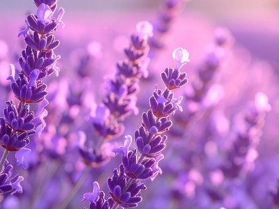 Olio di Lavanda: Benefici e Usi